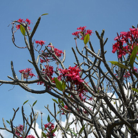 Photo de Bali - Singaraja ancienne capitale
